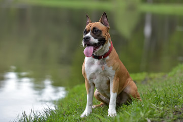 American Staffordshire Terrier