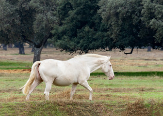 Naklejka na ściany i meble Beautiful white horse in the countyside