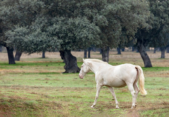 Obraz na płótnie Canvas Beautiful white horse in the countyside