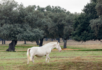 Obraz premium Beautiful white horse in the countyside