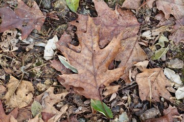A pile of brown oak leaves on the ground and a close view.