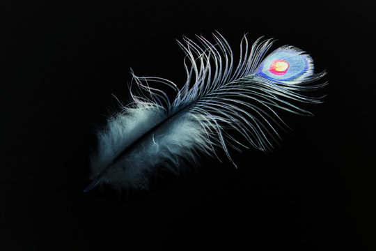 Peacock feather on black background. Abstraction. Illustration of the book.