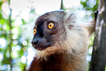 Lemuren in Madagaskar auf der Insel Nosy Komba
