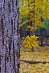 autumn leaves on tree