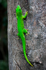 grüner Gecko oder auch Madagaskar-Taggecko genannt hängt am Baum auf Nosy Komba