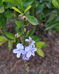 Duranta Erecta, Golden dewdrop, Crepping sky flowers, japan camillias, Pigeon berry purple flowers