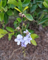 Duranta Erecta, Golden dewdrop, Crepping sky flowers, japan camillias, Pigeon berry purple flowers