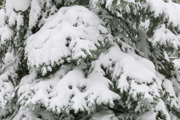 The background is natural. Weather, winter, cold. Branches of a pine tree covered with a snowdrift of fresh white snow
