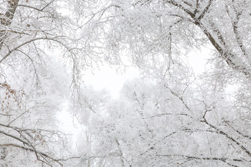 The background is natural. Weather, cold, winter in the forest. Tree branches covered with fresh white snow and hoarfrost