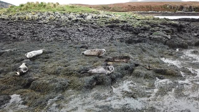 Aerial view of seal colony in Scotland - UK