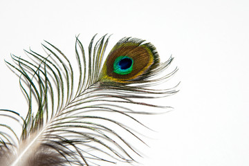 Detail of peacock feather eye on white background. Beautiful feather of a bird. Isolated.