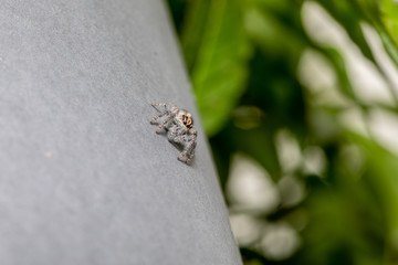 Mini Spider