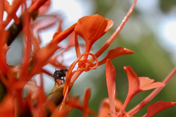 bee on the flower