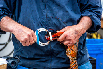 Maine Lobster Boat demo, how-to catch and band lobster from trap, handheld lobster