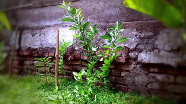 Motion Plants Citrus Aurantifolia In The Garden Of The House, Bali, Indonesia