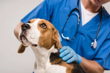Deurstickers Dierenarts Bijgesneden weergave van dierenarts die beagle hond geïsoleerd op grijs onderzoekt