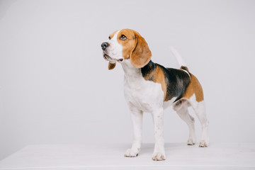  cute beagle dog standing on table on grey background
