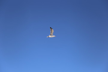 Gaviota volando 