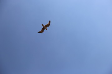 Gaviota volando 
