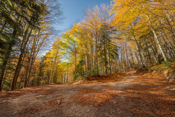 sunny autumn forest
