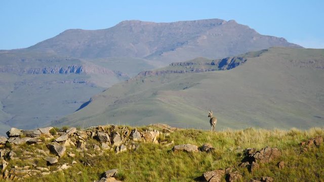 Wide shot of Grey rhebok standing on grassy mountaintop overlooking Lesotho Drakensberg mountains in the distance on sunny day flicking its tail and stamps foot