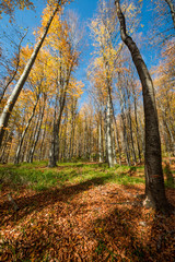 Obraz premium sunny autumn forest 