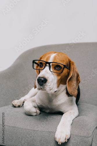 Cute Beagle Dog Lying In Glasses Isolated On Grey Background