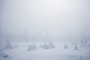 Mystical snow covered trees in winter