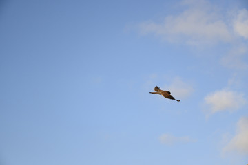 Kestrel flying in search of prey for breakfast