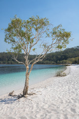 Tree at Lake Mckenzie, Fraser Island