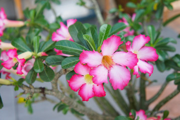 Adenium obesum or sabi star plant with pink flowers