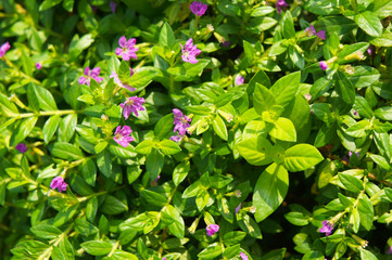 Cuphea hyssopifolia or false heather pink flowers with green