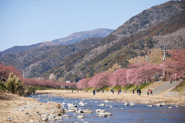 河津桜