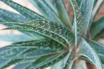 Obraz premium Aloe bellatula reynolds green plant close up