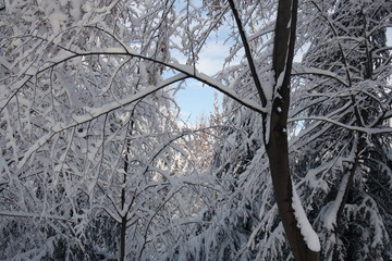 Snowy tree branches.Nature landscape background.Winter Landscape.