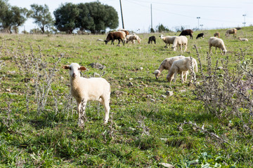 Rebaño de ovejas pastando, un cordero en primer plano