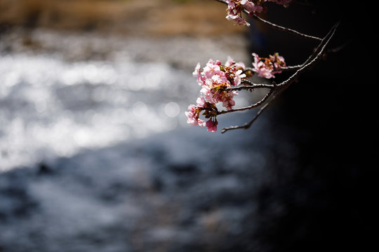 河津桜