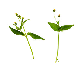 Set of wild grass with small flowers