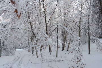 Snowy tree branches.Nature landscape background.Winter Landscape.