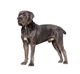Fototapeta premium Dog breed Cane Corso. isolated