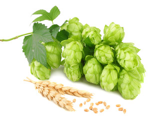 Hop cones and wheat ears isolated on white background. Beer brewing ingredients. Beer brewery concept. Beer background.