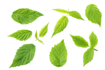 raspberry green leaves isolated on white background. top view