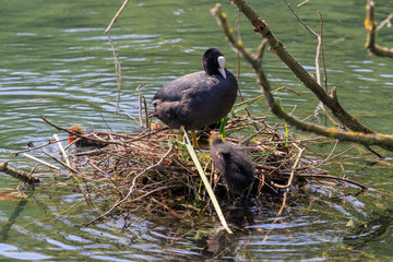 nido di folaghe lungo il fiume