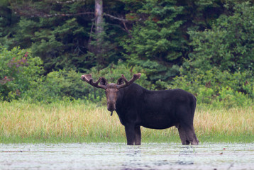 Fototapeta na wymiar Bull Moose with huge velvet antlers (Alces alces) grazing in the marshes of Opeongo lake in Algonquin Park, Canada
