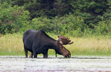 Bull Moose with huge velvet antlers (Alces alces) grazing in the marshes of Opeongo lake in Algonquin Park, Canada