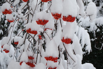 Winter fruit tree.