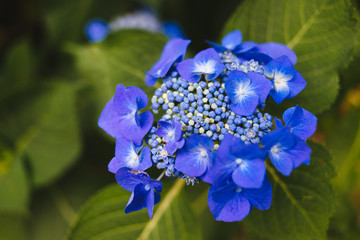 Hydrangea 02