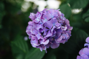 Hydrangea 01