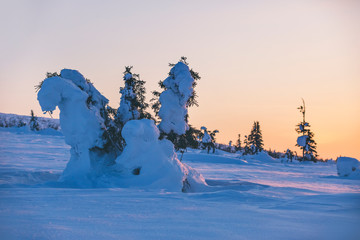 Snow covered trees. Northern Ural mountains, Russia