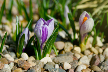 Blooming purple crocuses. First spring flowers with green leaves, gravel texture. Selective focus